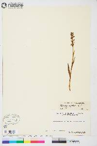 Platanthera hyperborea image