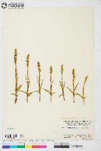 Platanthera hyperborea image