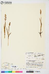 Platanthera hyperborea image