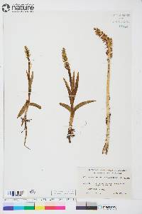 Platanthera hyperborea image