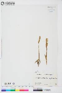 Spiranthes romanzoffiana image