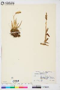 Spiranthes romanzoffiana image