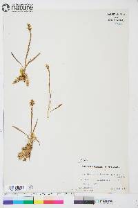 Spiranthes romanzoffiana image