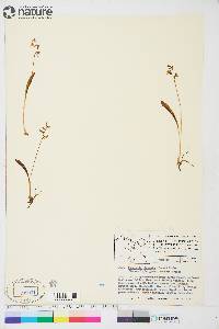 Platanthera obtusata image