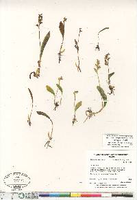 Platanthera obtusata image