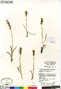 Platanthera hyperborea image