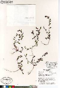 Polygonum fowleri image