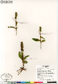 Platanthera aquilonis image