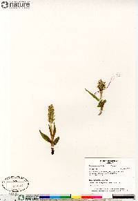 Platanthera aquilonis image