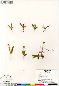 Platanthera aquilonis image