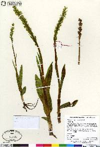 Platanthera hyperborea image