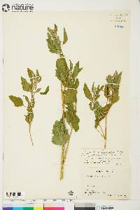 Chenopodium berlandieri var. zschackei image