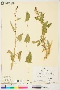 Blitum capitatum image