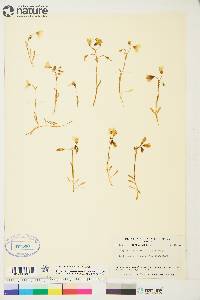 Claytonia bostockii image