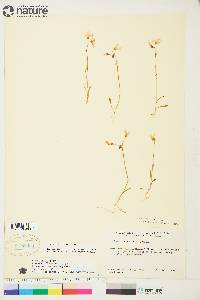 Claytonia bostockii image