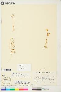 Claytonia bostockii image