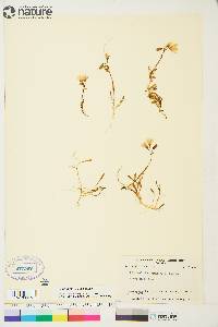 Claytonia bostockii image