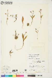 Claytonia tuberosa subsp. tuberosa image