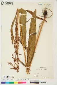 Rumex arcticus image