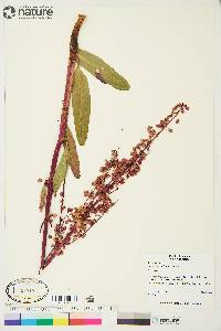 Rumex arcticus image