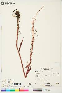 Rumex arcticus image