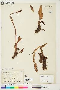 Rumex arcticus image