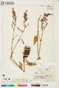 Rumex acetosa image