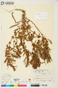 Rumex fueginus image