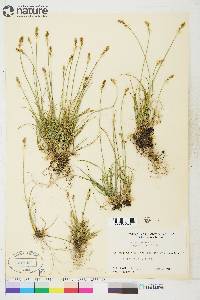 Carex brunnescens subsp. alaskana image