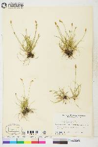 Carex brunnescens subsp. alaskana image