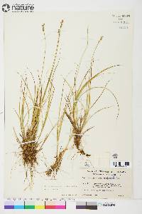 Carex brunnescens subsp. alaskana image