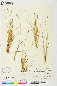 Carex brunnescens subsp. alaskana image