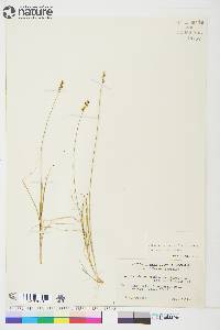 Carex brunnescens subsp. alaskana image