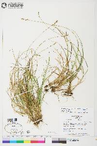 Carex canescens subsp. canescens image