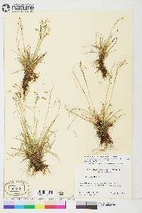 Carex capillaris image