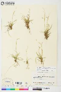 Carex capillaris image