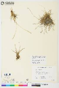 Carex capillaris image