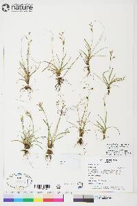 Carex capillaris image