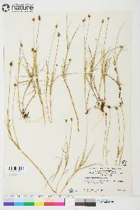 Carex chordorrhiza image