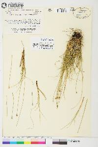 Carex arctogena image