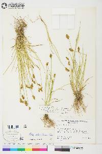 Carex crawfordii image