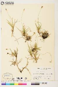 Carex concinna image