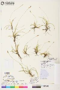 Carex concinna image