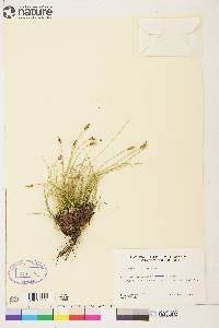 Carex filifolia image