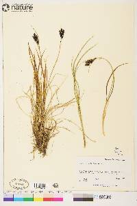 Carex eleusinoides image