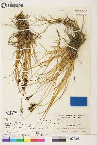 Carex eleusinoides image