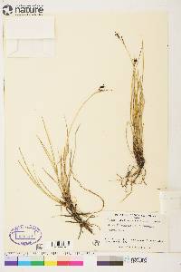 Carex eleusinoides image