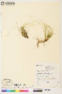 Carex eburnea image