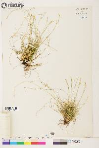 Carex eburnea image