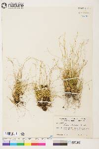 Carex eburnea image